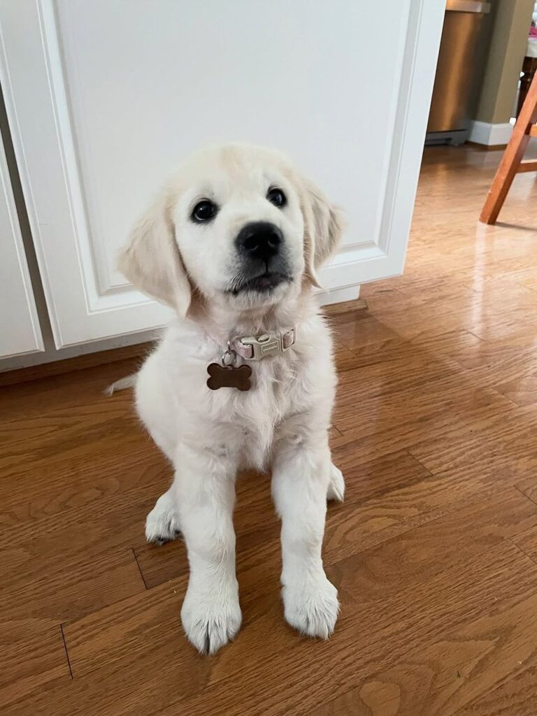 Bear, a 10-week-old male Golden Retriever puppy